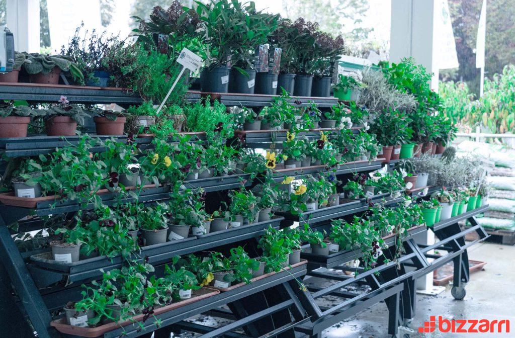 bizzarri-group-prodotti-ortofrutta-ebe120-basc-fiori-realizzazioni
